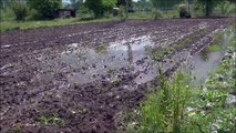 300 dekar tarım arazisi sağanaktan zarar gördü - BİLECİK