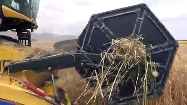 Buğdayda 74 bin tonluk rekolte beklentisi - AYDIN