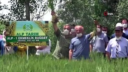 Milli ve yerli buğday tohumu çeşidi çiftçiyle buluştu