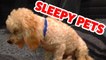 Funniest Sleepy Dog & Cat Videos of 2016 _ Cutest Animals 2016