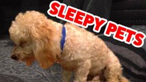 Funniest Sleepy Dog & Cat Videos of 2016 _ Cutest Animals 2016