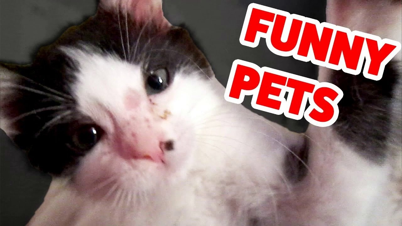 Funniest Cat, Dog & Pets Home Videos Weekly Compilation _ Funny Pet Videos