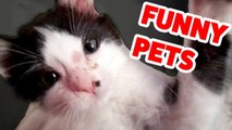 Funniest Cat, Dog & Pets Home Videos Weekly Compilation _ Funny Pet Videos