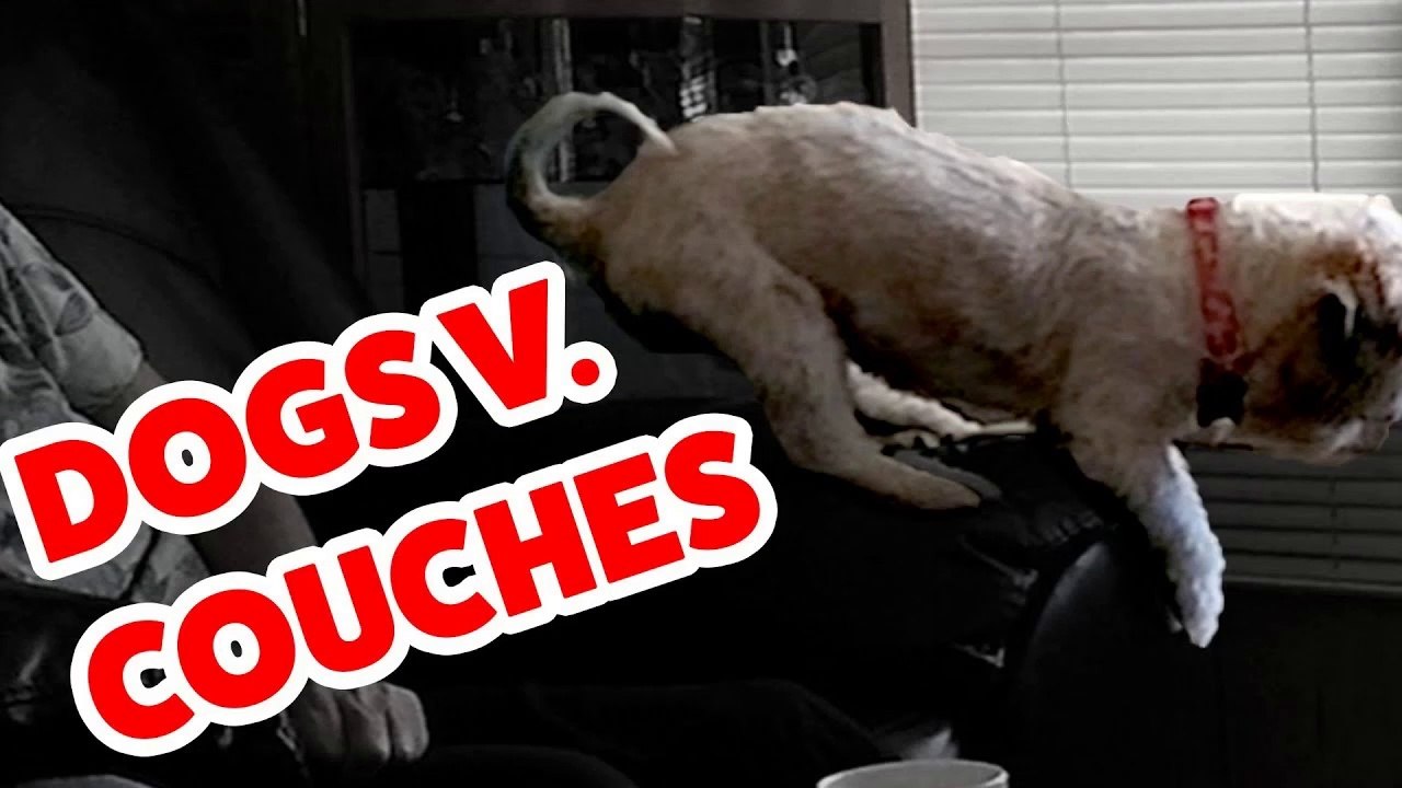 Dogs vs. Couches Fail Compilation _ Cutest Animals 2016