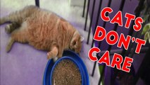 Cats Don't Care Funny Pets Videos of 2016 Compilation