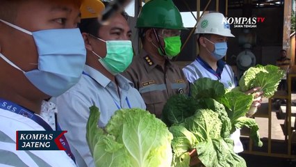 8 Ton Sawi Putih Jateng di Ekspor ke Malaysia