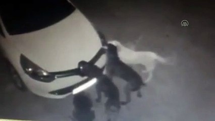 Park halindeki otomobile saldıran köpekler, tamponu kopardı - MANİSA
