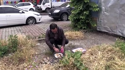 Patileri kesik ölü kedi bulundu - DÜZCE