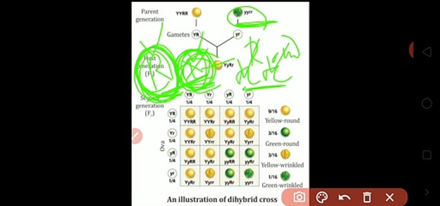 Dihybrid cross Std 10 CBSE and other competitive exam
