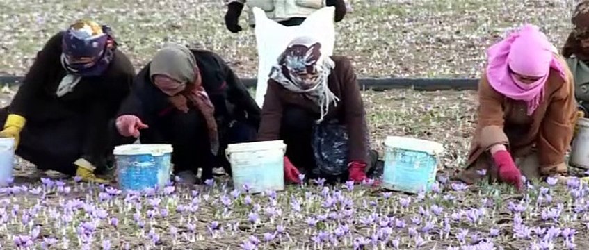 TERBAIK !! WA:083 854 153 392	Jual Bunga Saffron Original Surabaya - Malang