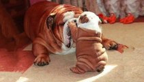 Bulldogs Are Awesome - Funny and Cute English Bulldog Compilation #3