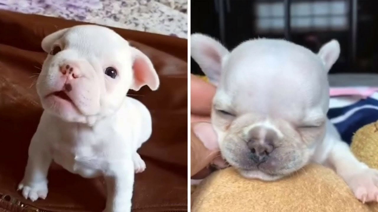 Funniest & Cutest French Bulldog puppies Videos Compilation 2018 _ Funny DOG compilation #412