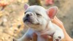 French Bulldogs Are Awesome - Funny and Cute French Bulldog Puppies 2020 #4