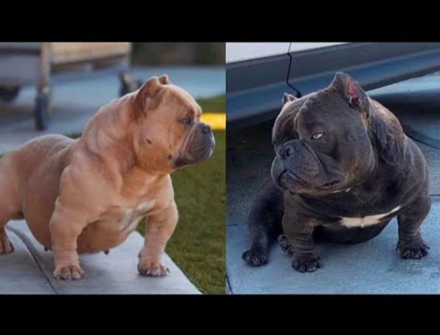 american bully funny