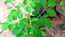 MORINGA El árbol de la vida: Ayuda a tratar Gastritis, Colesterol, Diabetes, Hongos