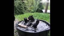 Black Bear Cub Takes a Fun Bath