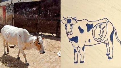 கர்ப்பிணி பசுவுக்கு உணவில் வெடி வைத்த கொடுமை