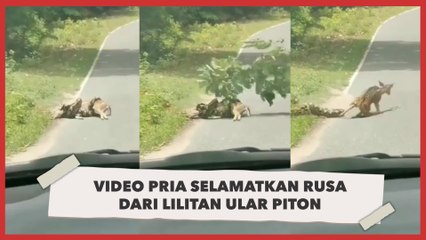 Video Pria Selamatkan Rusa dari Lilitan Ular Piton