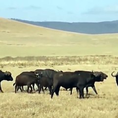 Herd Buffalo Tries To Save A Wounded Member From Herd Lion But Fails by earth animal planet