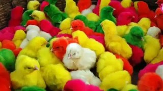 Many Coloured Chicken Baby | Coloured Chicks, Baby Chicken | Chicken funny videos