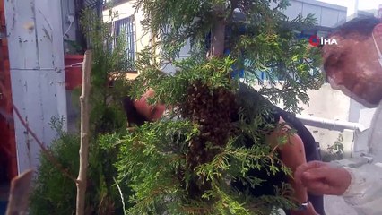 Firari arılar herkesi seferber etti