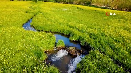 Bu manzara yılda sadece 15 gün görülüyor...Sarı çiçekler kilometrelerce uzunluktaki vadiyi sarmaladı