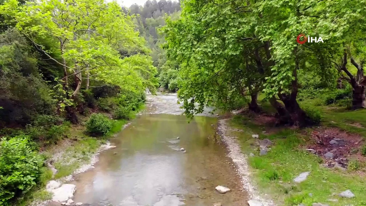 Samsun'a kurulacak 'Şifa Ormanı' Orta Doğu'da tek olacak