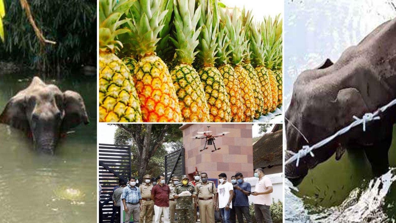 #Elephant : Police and forest officials in Kerala investigation On elephant issue