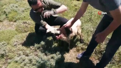 Elazığ’da 2 bin rakımda dikenli tellere takılan kuzuyu haberciler kurtardı