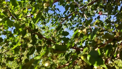 Bu köy dünyaya dut ihraç ediyor