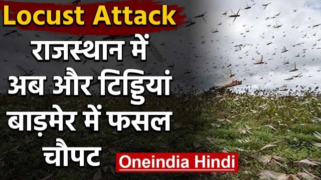 Locust Attack : Rajasthan के Barmer में टिड्डियों का हमला, फसलों को भारी नुकसान | वनइंडिया हिंदी