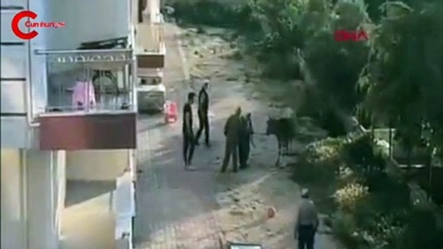 Sahibinin elinden kaçan boğa ortalığı birbirine kattı
