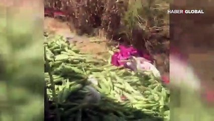 Tarım işçilerini taşıyan kamyon devrildi! Ölü ve yaralılar var