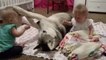 Las bebes gemelas malvadas hostigan a su gigantesco perro y el husky siberiano aguanta