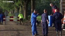 Sacrificio masivo de visones con coronavirus en los Países Bajos