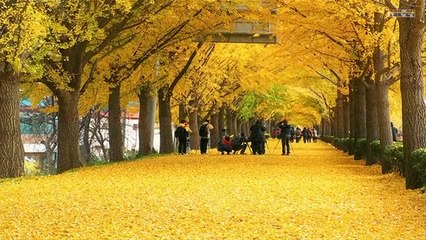 the-most-beautiful-flowers-streets-in-the-world (1)