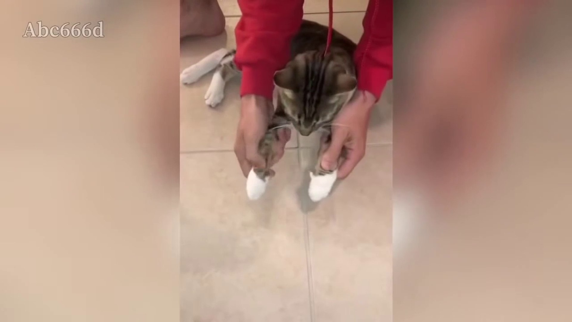 Cute Pets And Funny Animals Compilation #1