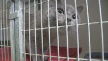 El confinamiento hace aumentar las adopciones de animales en Bélgica