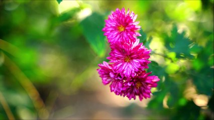 Oração de São Cristivão protetor dos Motoristas