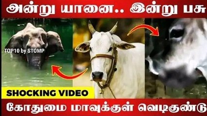 Pregnant cow injured in Himchael pradesh