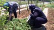 Tuzla’da 65 yaş ve üstü vatandaşlar bahçede çapa yaparak ürün topladı