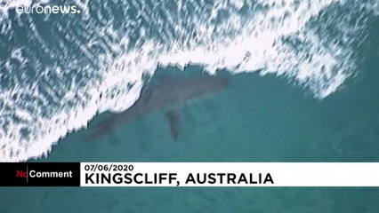 Αυστραλία: «Στα σαγόνια του καρχαρία» - Φονική επίθεση σε σέρφερ