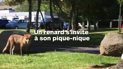 Un renard s'invite à un pique-nique