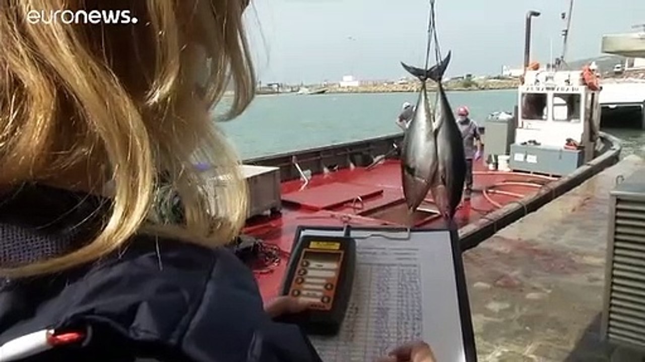 Dans le sud de l'Espagne, seuls les thons remercient le Covid-19