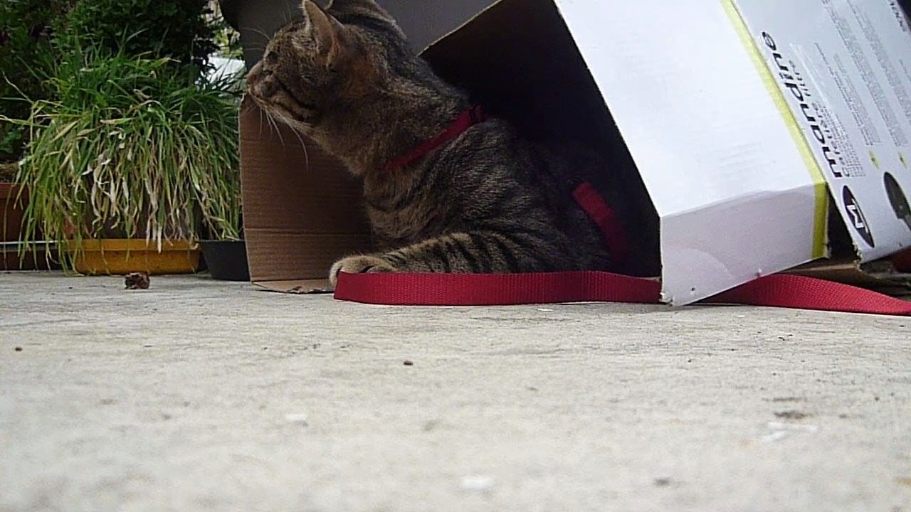 2020-06-07 le chat Petitcoeur guette depuis son carton