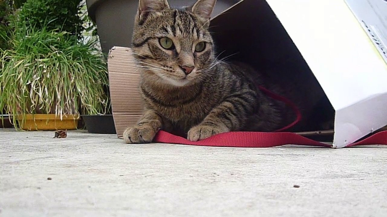 2020-06-07 le chat Petitcoeur dans son carton