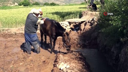 Gercüşlü Çiftçiler Pirinç Ekimi İçin Hazırlıklara Başladı
