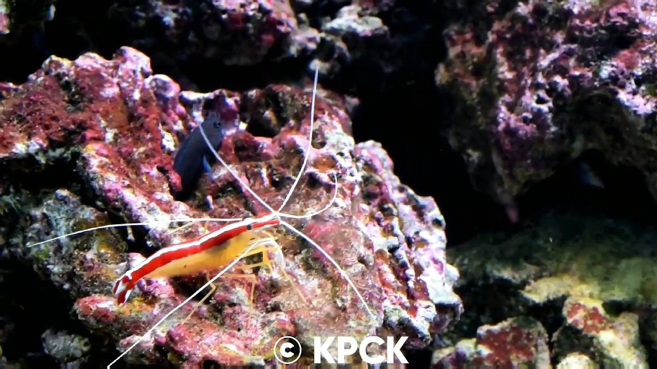 Aqua Meditation Music Video - Relaxing Meditation Music YouTube, Under Sea Water View - Sleep Video |