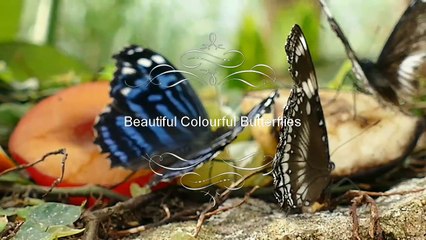 Beautiful Colourful Butterflies Flying in Houston museum