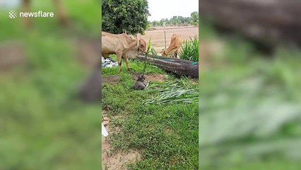 American bulldog tries to play grass tug of war with a cow in Thailand